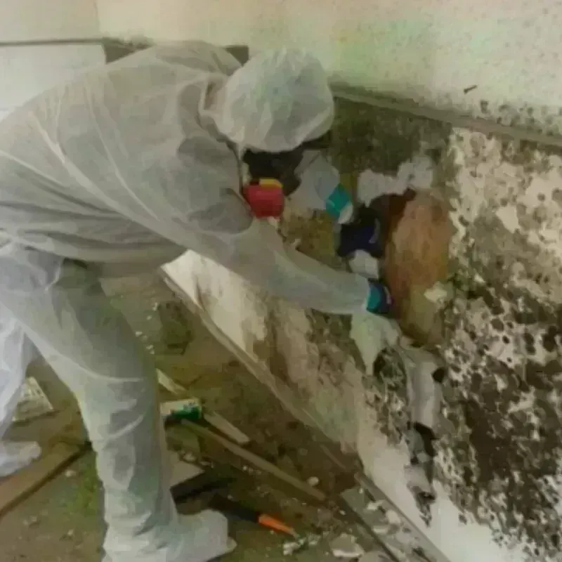 Mold Remediation and Removal in Bonita, CA